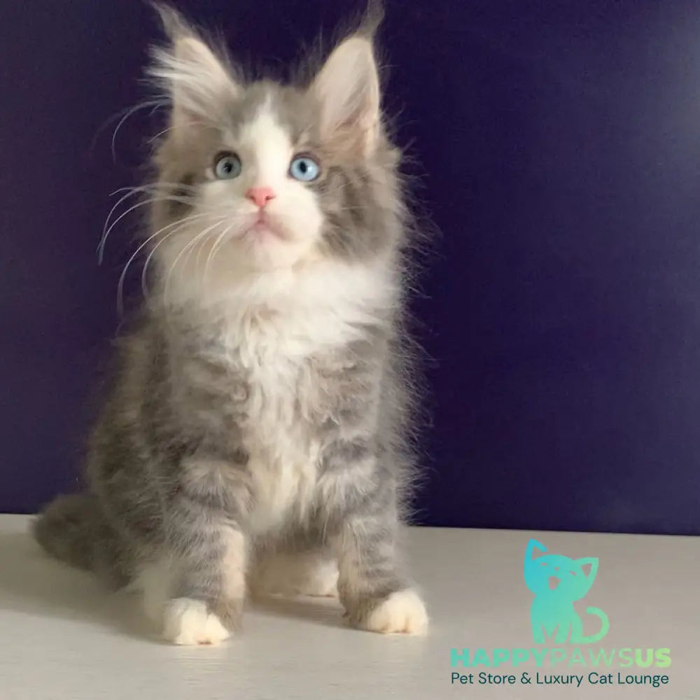 Quinella Maine Coon female blue bicolour tabby - live animals