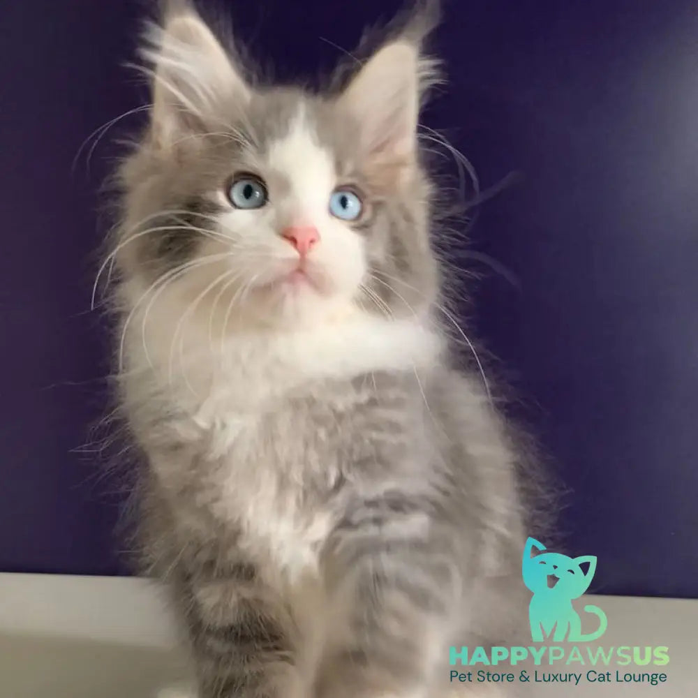 Quinella Maine Coon female blue bicolour tabby - live animals