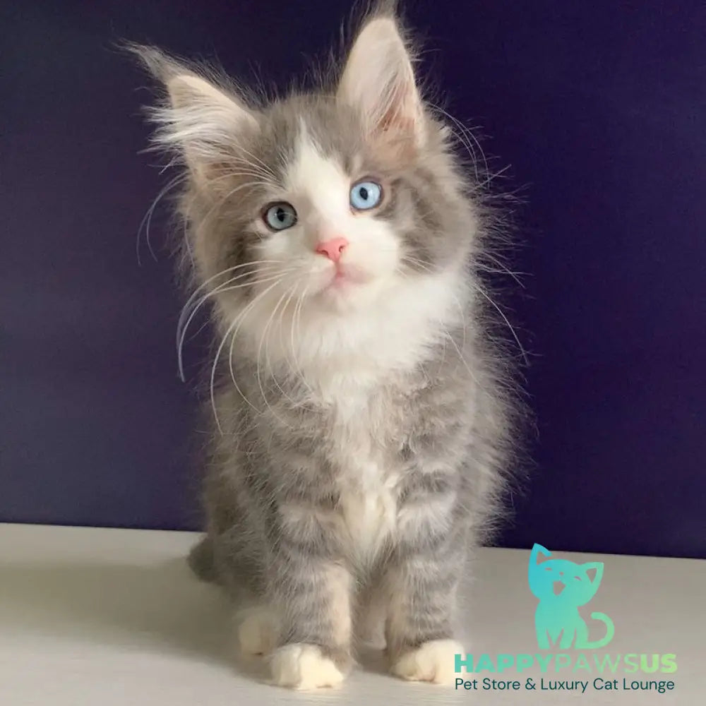 Quinella Maine Coon female blue bicolour tabby - live animals