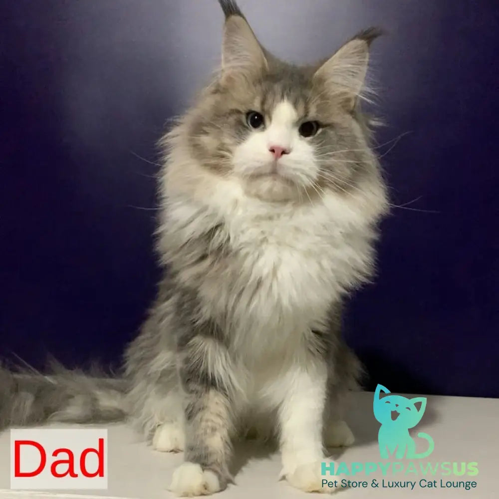 Quinella Maine Coon female blue bicolour tabby - live animals