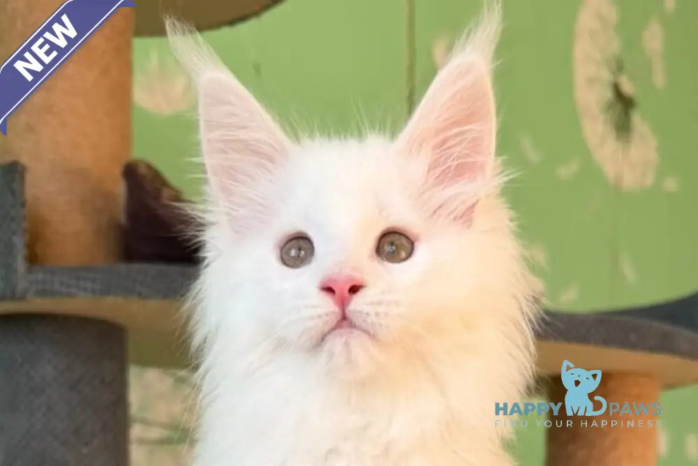 Quinlan Maine Coon male white live animals