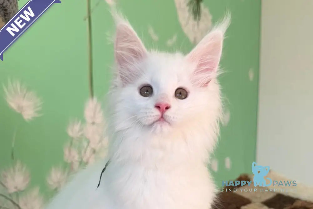 Quinlan Maine Coon male white live animals