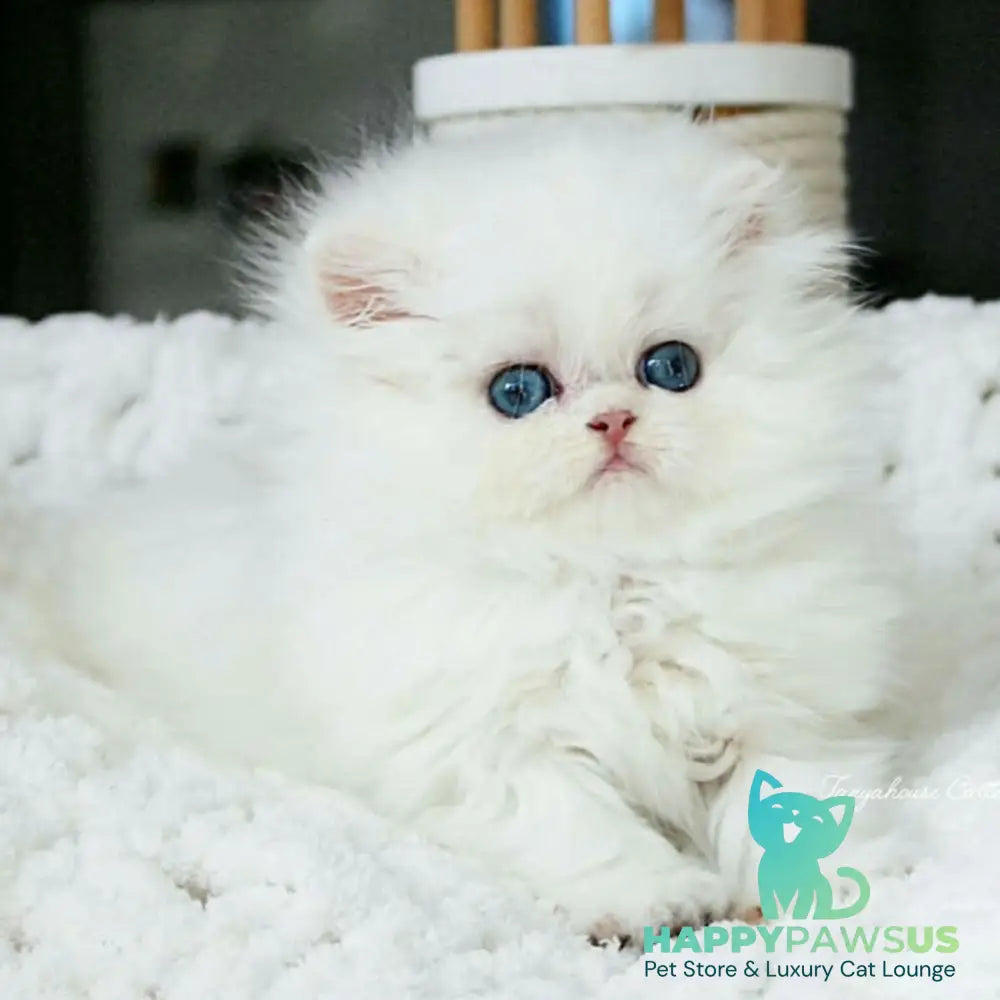 Quinn British Longhair male black silver shaded pointed - live animals