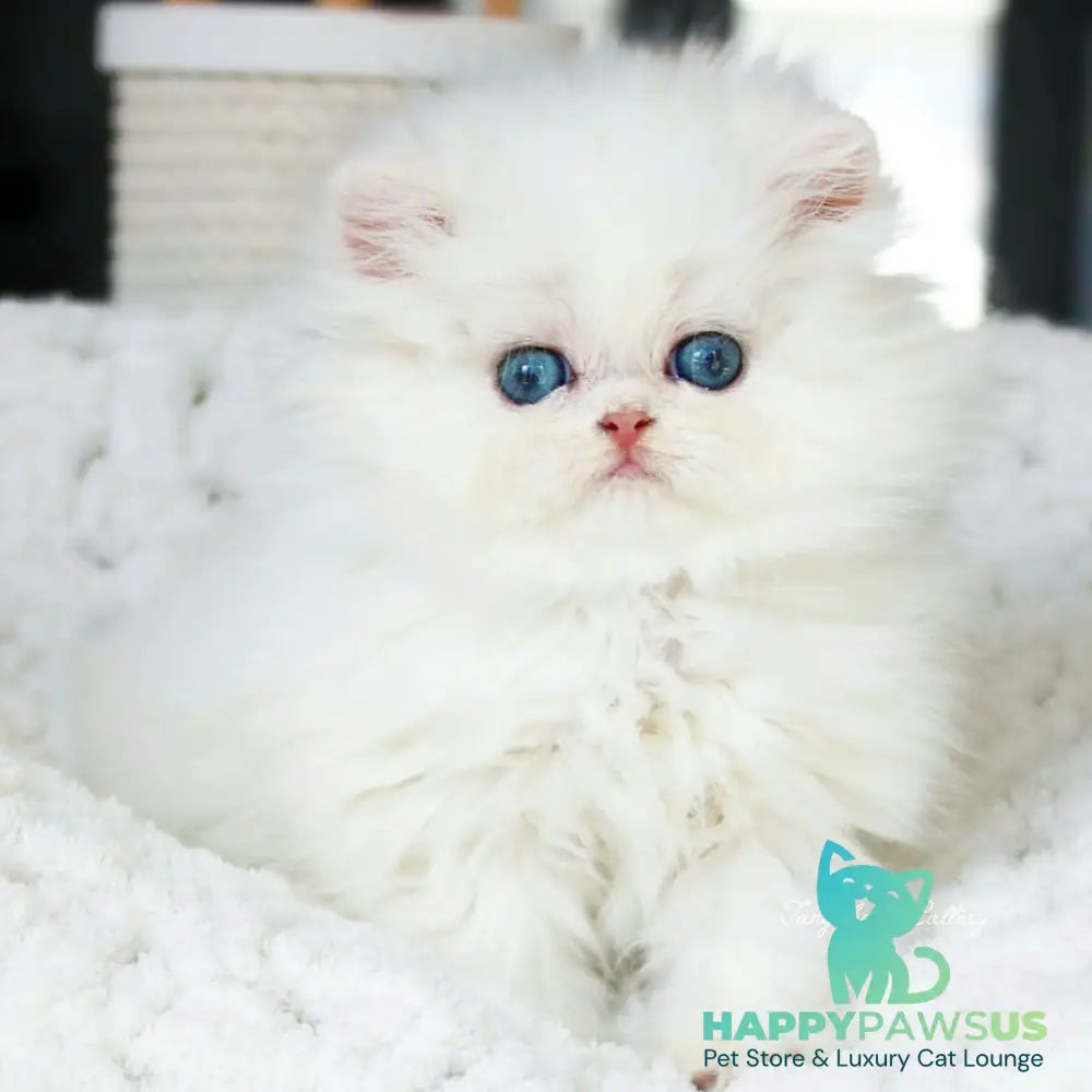 Quinn British Longhair male black silver shaded pointed - live animals