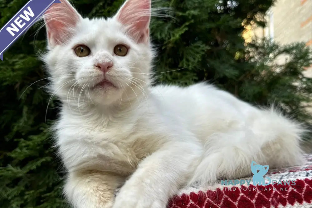 Quinn Maine Coon female white live animals