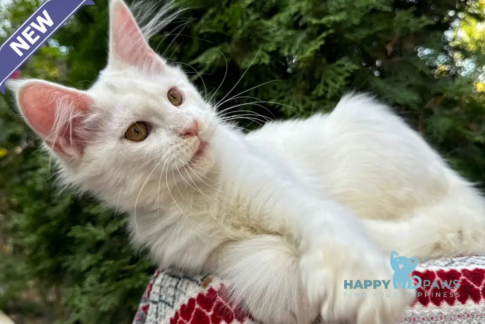 Quinn Maine Coon female white live animals