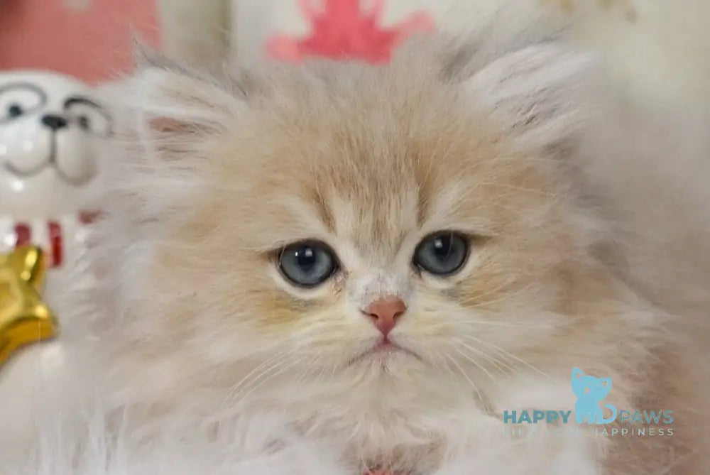 Quino British Longhair male blue golden shaded live animals