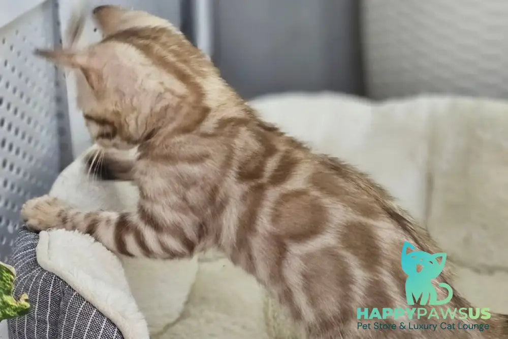 Quint Bengal male black spotted tabby pointed - live animals