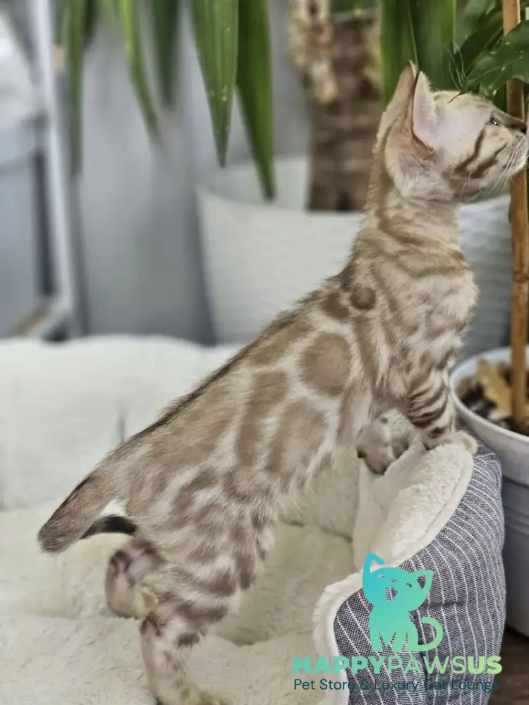 Quint Bengal male black spotted tabby pointed - live animals