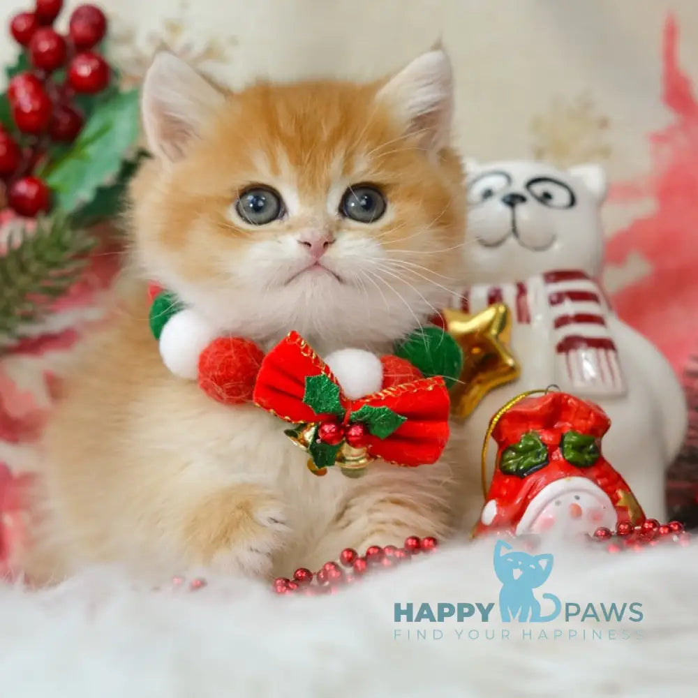 Quint British Shorthair male black golden chinchilla live animals