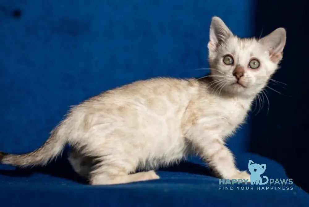 Quinta Bengal female black silver pointed spotted tabby live animals