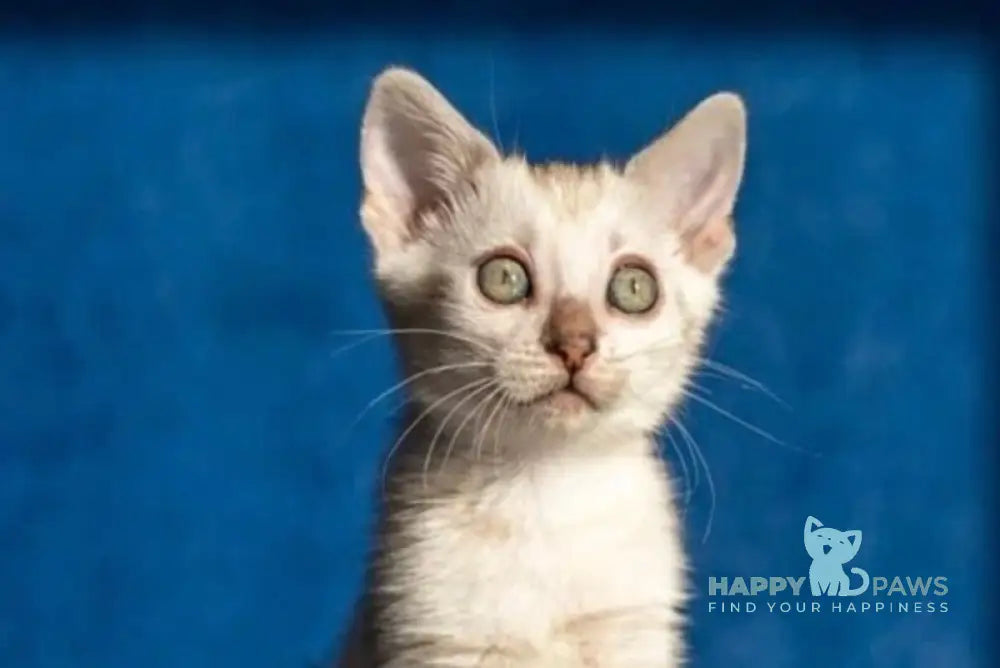 Quinta Bengal female black silver pointed spotted tabby live animals