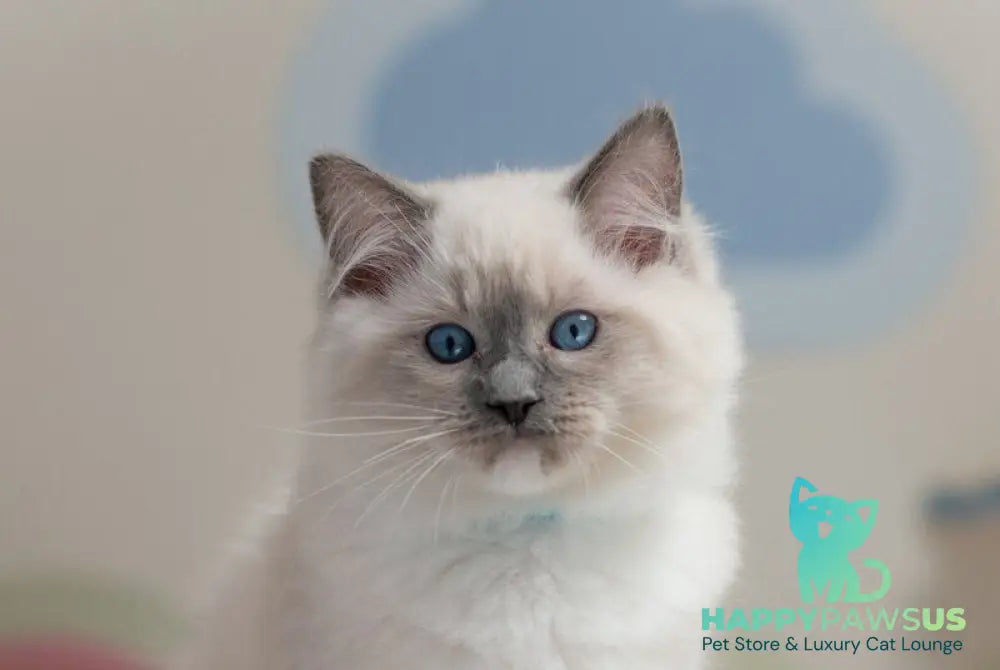 Quinta Ragdoll male blue mitted live animals