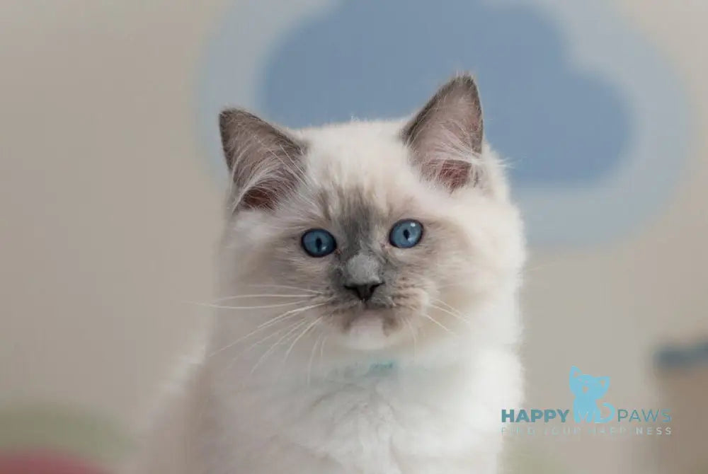 Quinta Ragdoll male blue mitted live animals