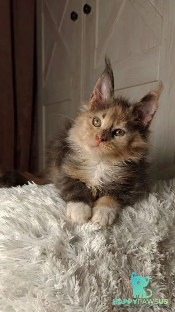 Quintara Maine Coon female blue tortie tabby bicolour live animals
