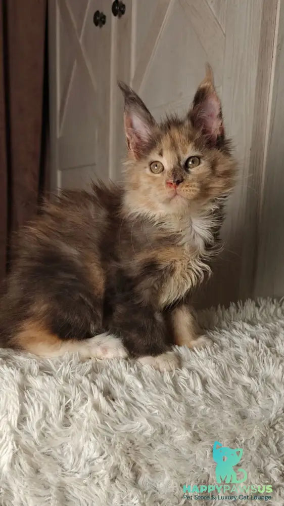 Quintara Maine Coon female blue tortie tabby bicolour live animals
