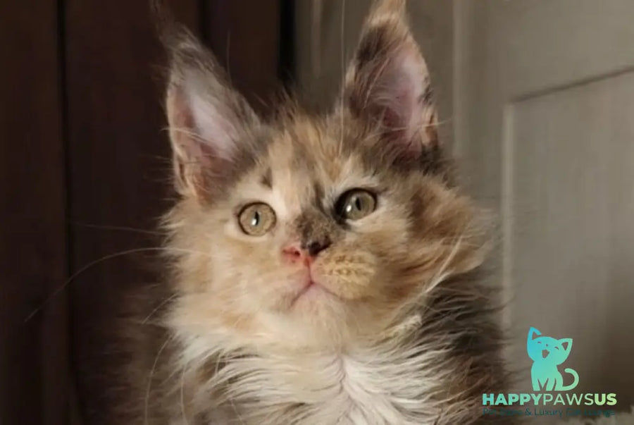 Quintara Maine Coon female blue tortie tabby bicolour live animals