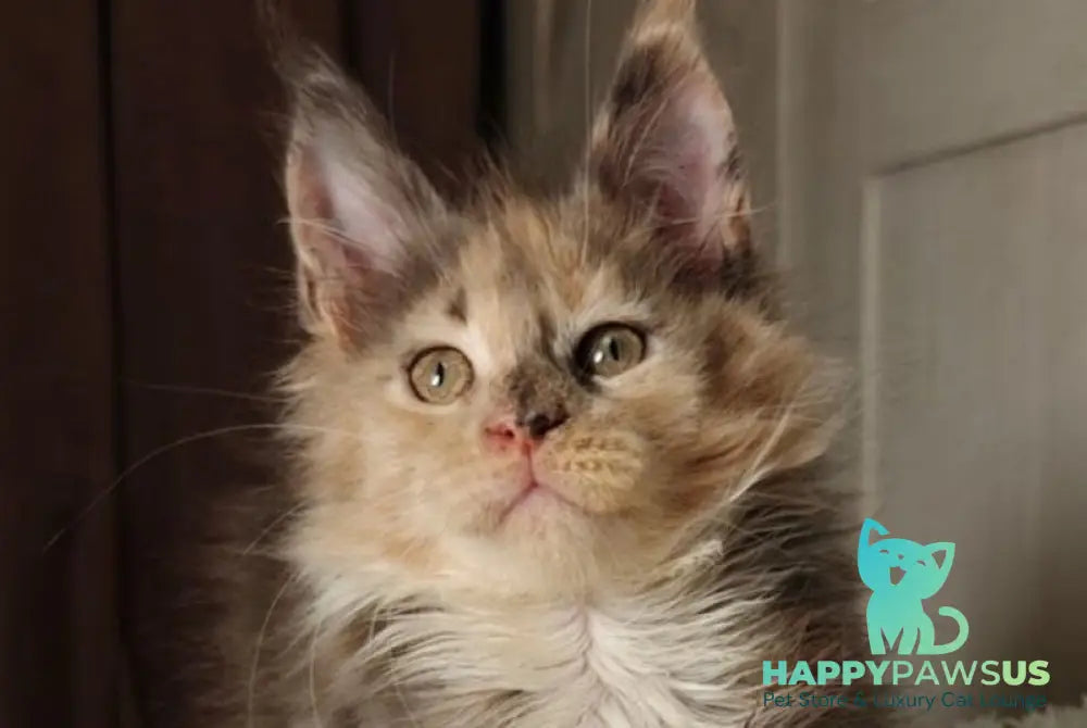 Quintara Maine Coon female blue tortie tabby bicolour live animals