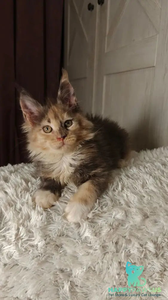 Quintara Maine Coon female blue tortie tabby bicolour live animals
