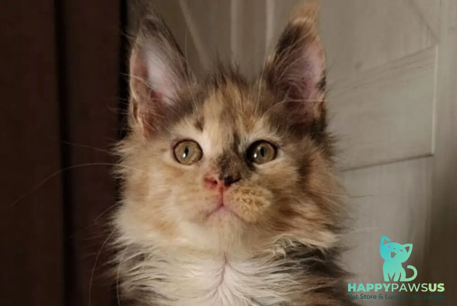 Quintara Maine Coon female blue tortie tabby bicolour live animals
