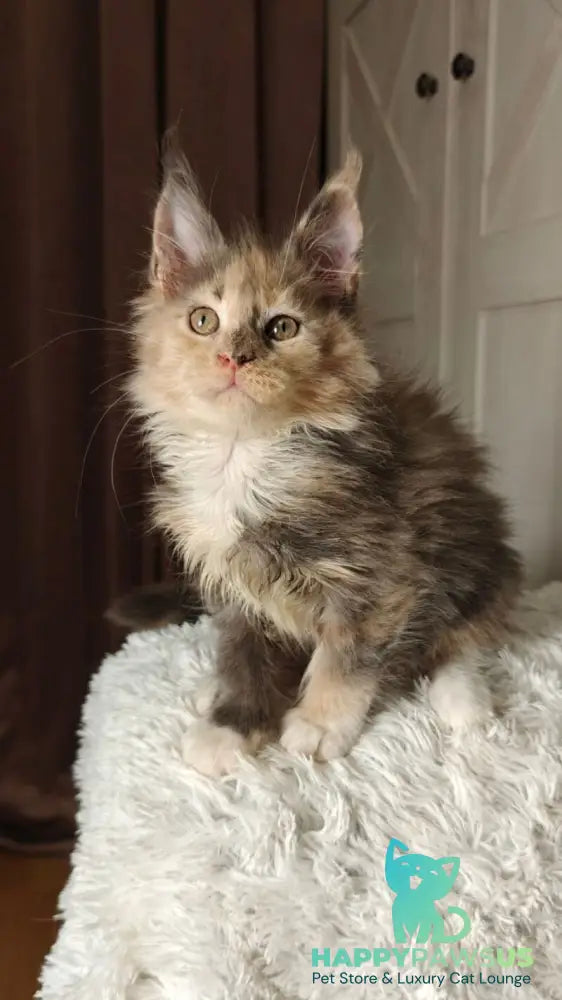 Quintara Maine Coon female blue tortie tabby bicolour live animals