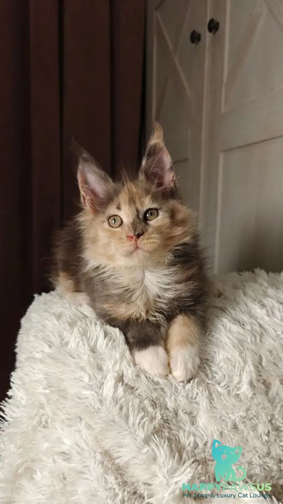 Quintara Maine Coon female blue tortie tabby bicolour live animals
