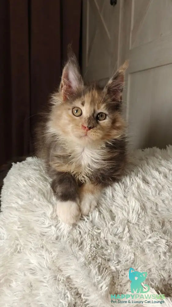 Quintara Maine Coon female blue tortie tabby bicolour live animals