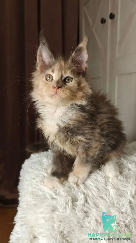 Quintara Maine Coon female blue tortie tabby bicolour live animals
