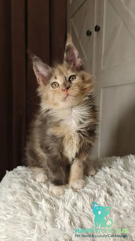 Quintara Maine Coon female blue tortie tabby bicolour live animals
