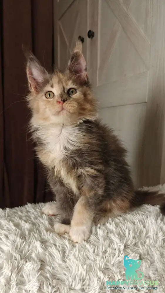 Quintara Maine Coon female blue tortie tabby bicolour live animals