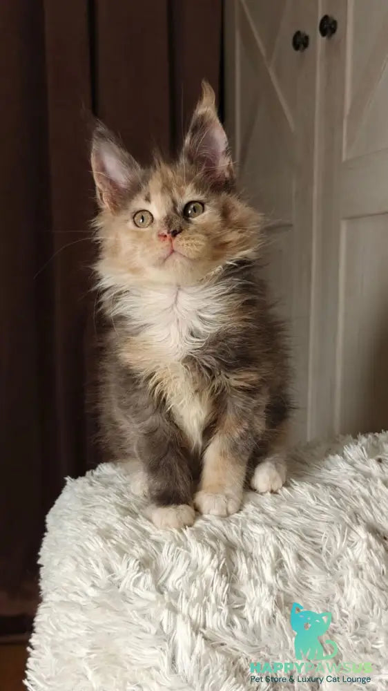 Quintara Maine Coon female blue tortie tabby bicolour live animals