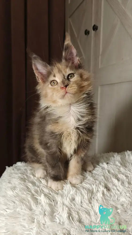 Quintara Maine Coon female blue tortie tabby bicolour live animals
