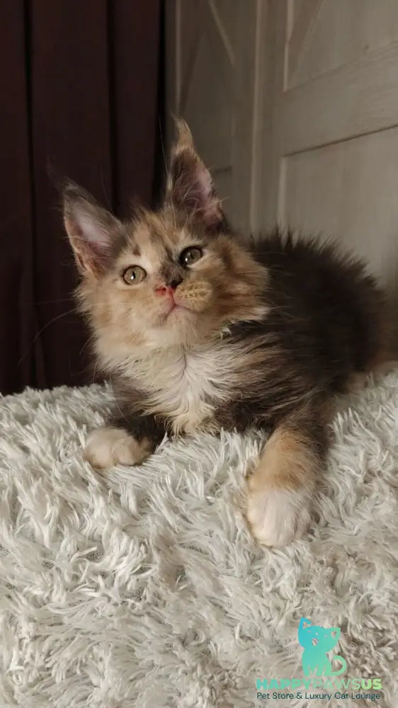 Quintara Maine Coon female blue tortie tabby bicolour live animals