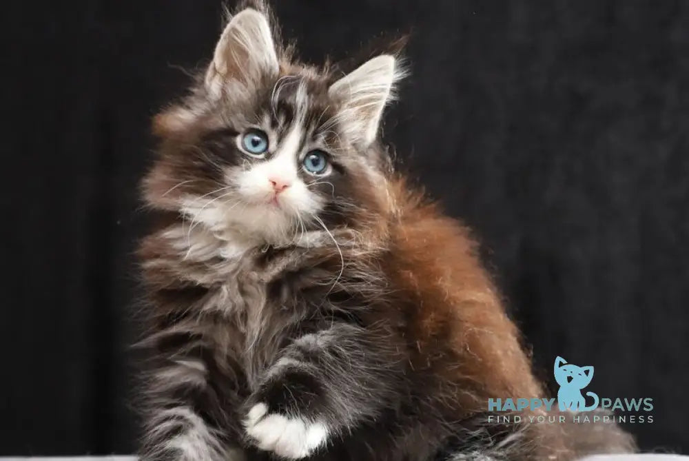 Quinton Maine Coon male black silver bicolour tabby live animals