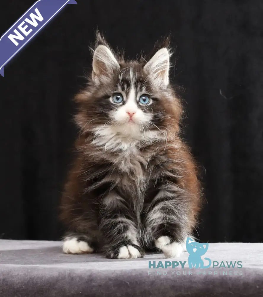 Quinton Maine Coon male black silver bicolour tabby live animals