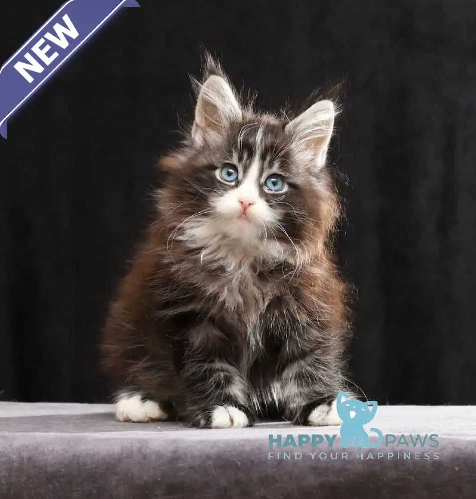 Quinton Maine Coon male black silver bicolour tabby live animals