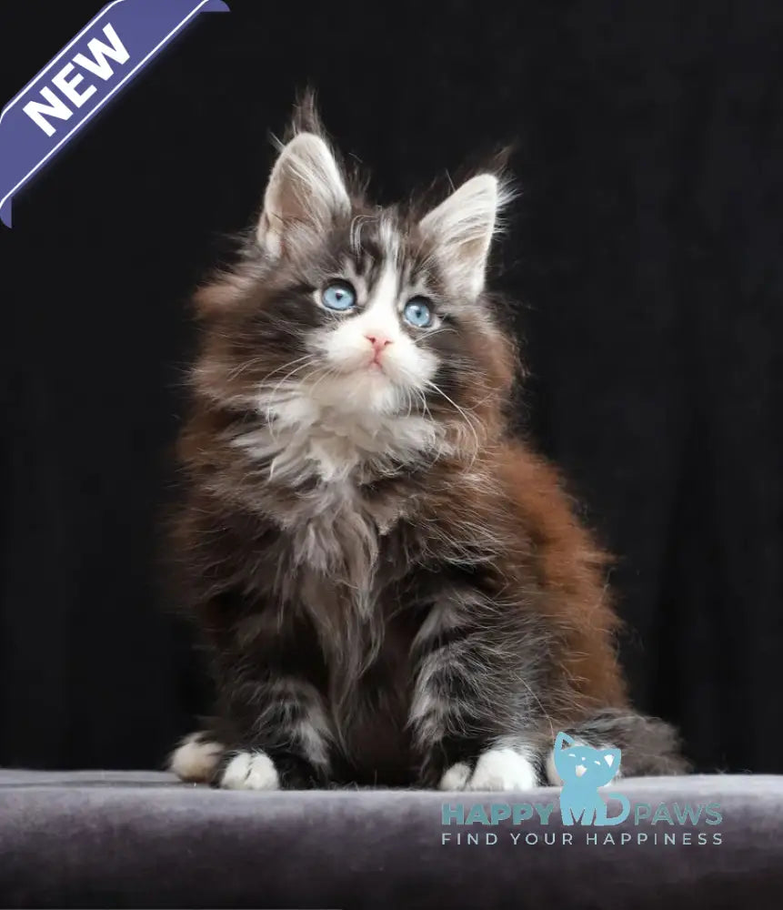 Quinton Maine Coon male black silver bicolour tabby live animals
