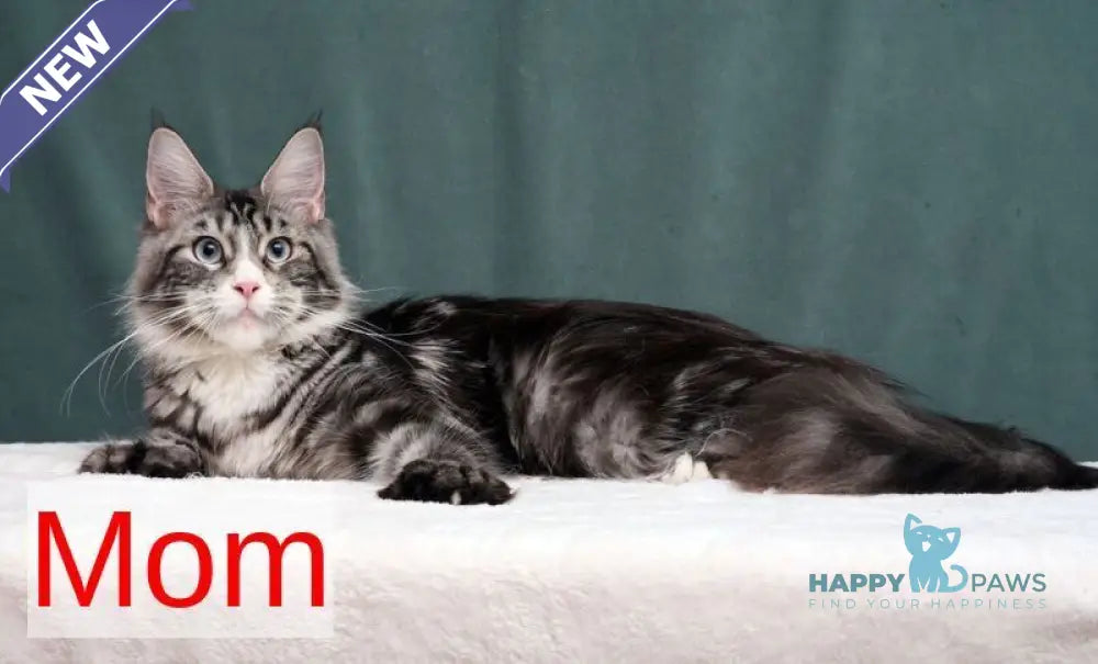 Quinton Maine Coon male black silver bicolour tabby live animals