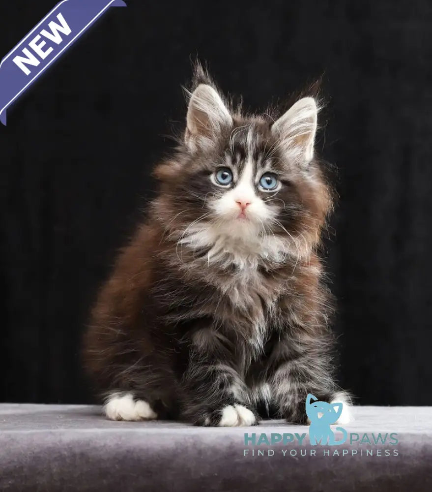 Quinton Maine Coon male black silver bicolour tabby live animals