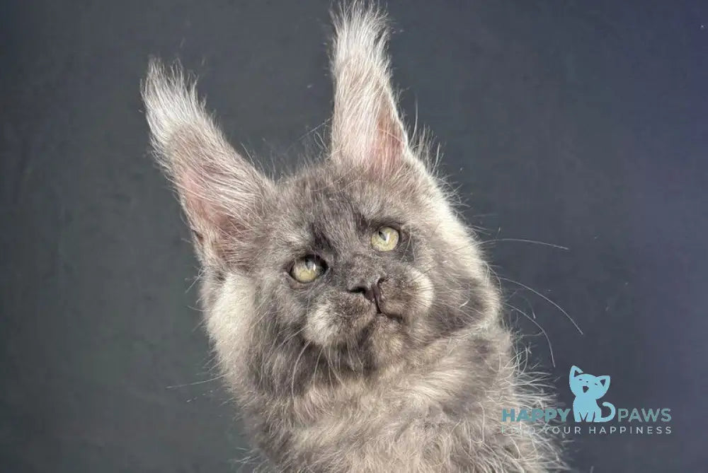 Quipster Maine Coon male black silver live animals