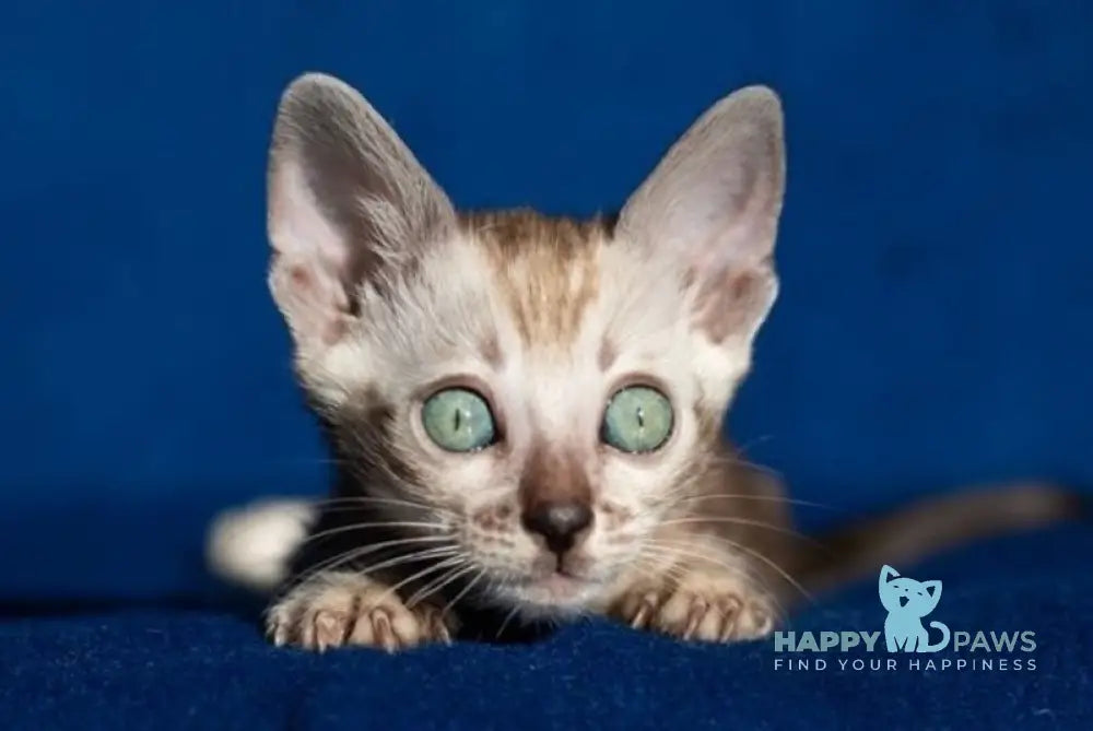 Quiqui Bengal female black tabby pointed live animals