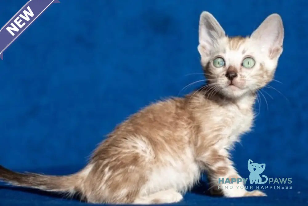 Quiqui Bengal female black tabby pointed live animals