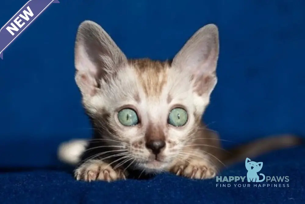 Quiqui Bengal female black tabby pointed live animals