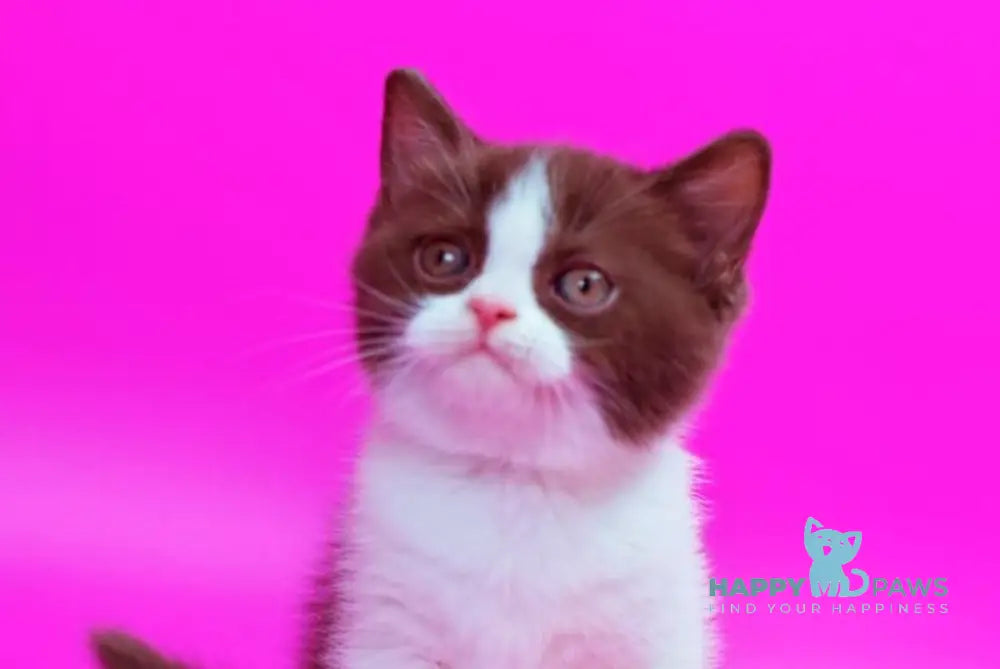 Quira British Shorthair female chocolate bicolour live animals