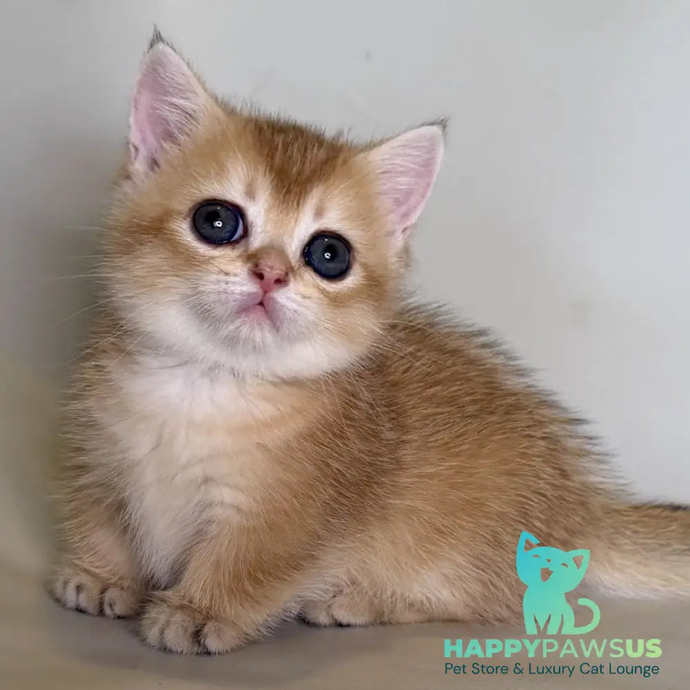 Quirka Munchkin female black golden shaded - live animals