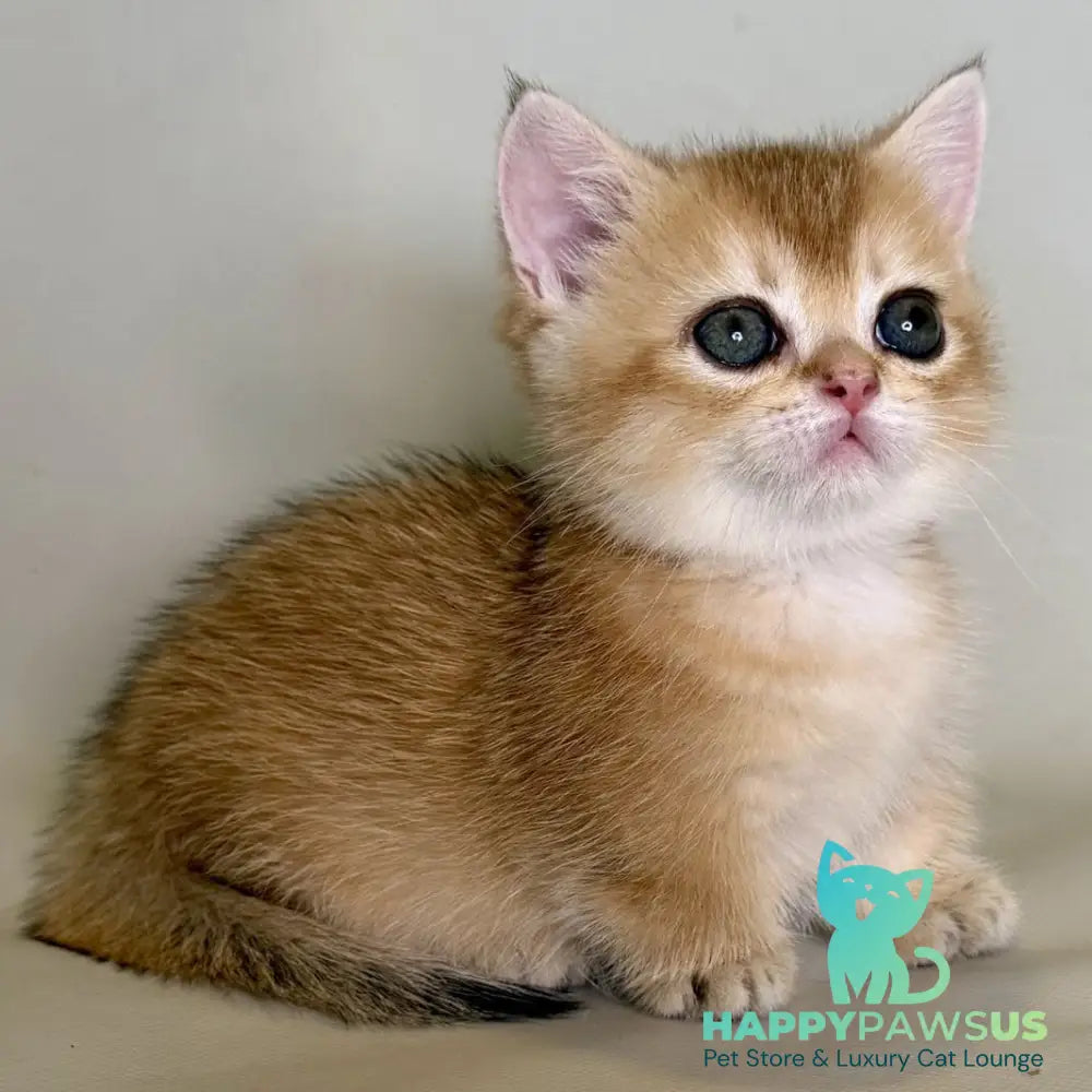 Quirka Munchkin female black golden shaded - live animals