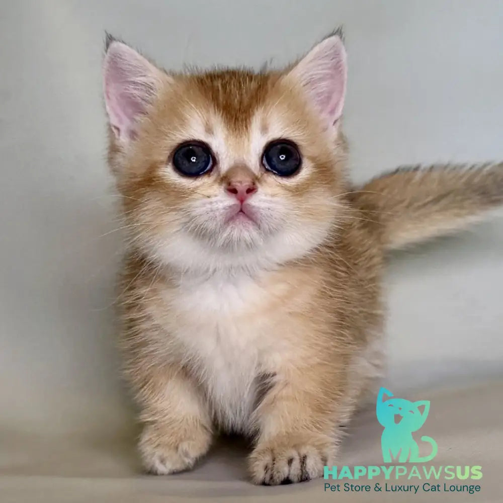 Quirka Munchkin female black golden shaded - live animals