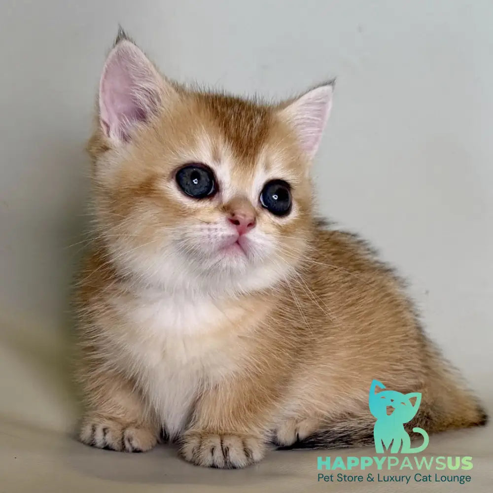 Quirka Munchkin female black golden shaded - live animals