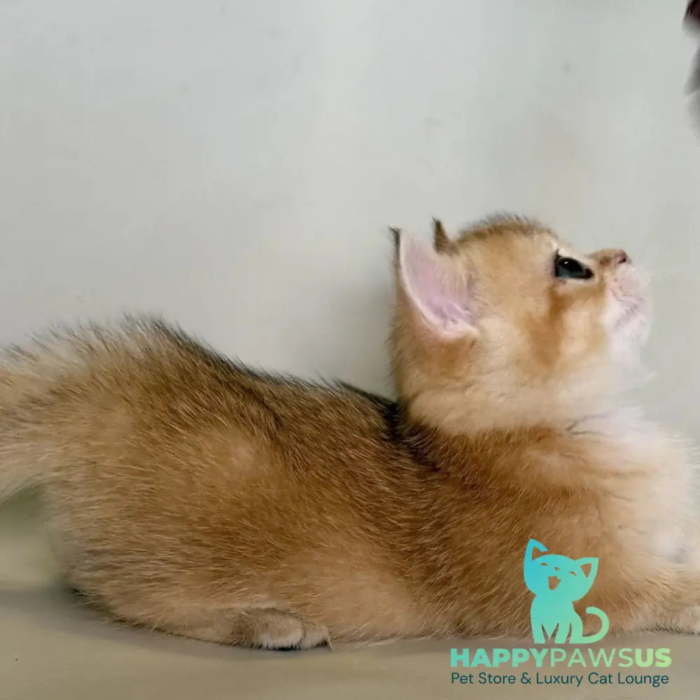 Quirka Munchkin female black golden shaded - live animals