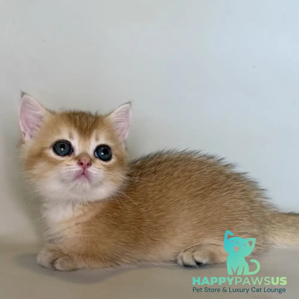 Quirka Munchkin female black golden shaded - live animals